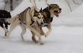2009-03-14, Competition de traineaux a chiens au Bec-scie (134733)